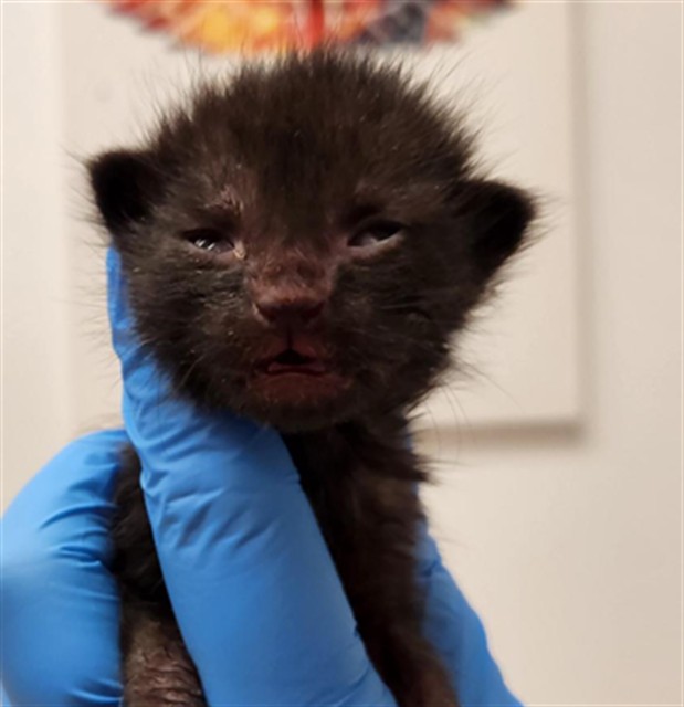 Adoptable Cat