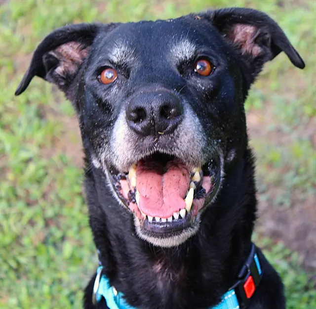 Vader