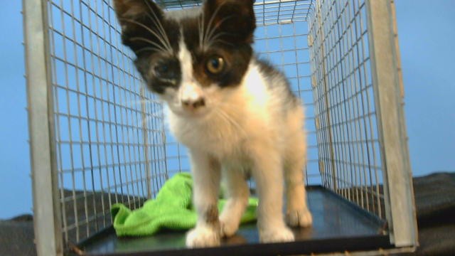 Adoptable Cat