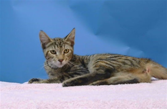 Adoptable Cat