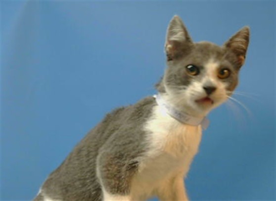 Adoptable Cat
