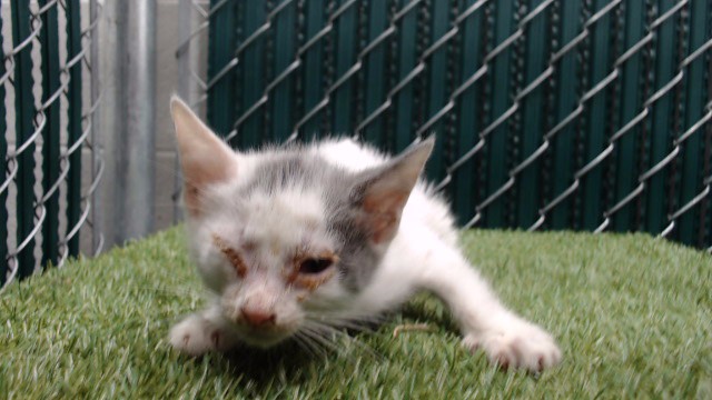 Adoptable Cat
