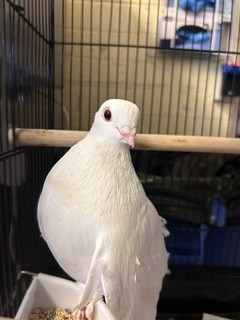 Adoptable Bird