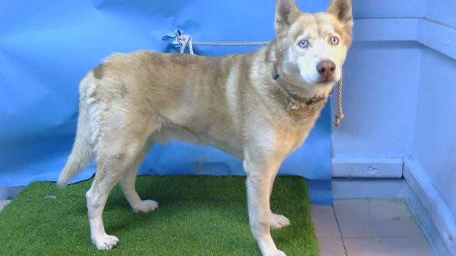 Koda