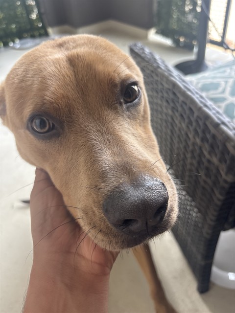 Nova