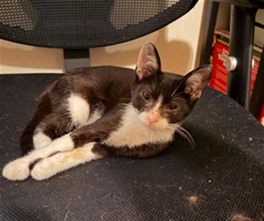 Adoptable Cat