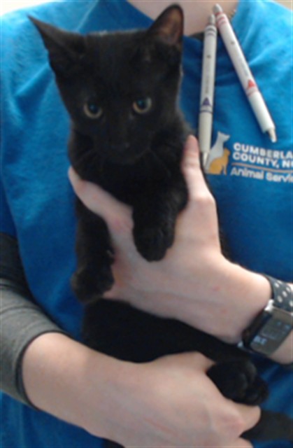 Adoptable Cat