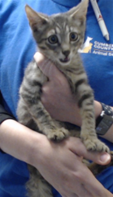Adoptable Cat
