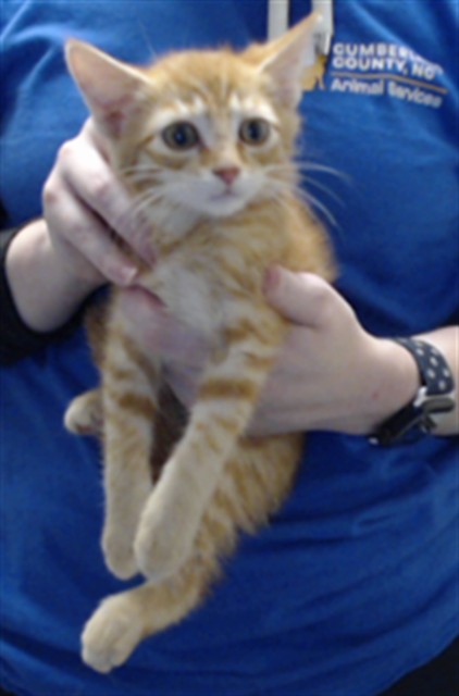Adoptable Cat