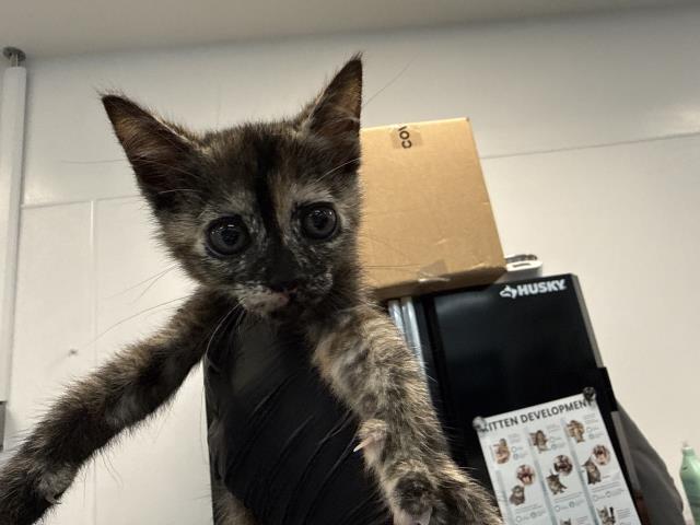 Lulu