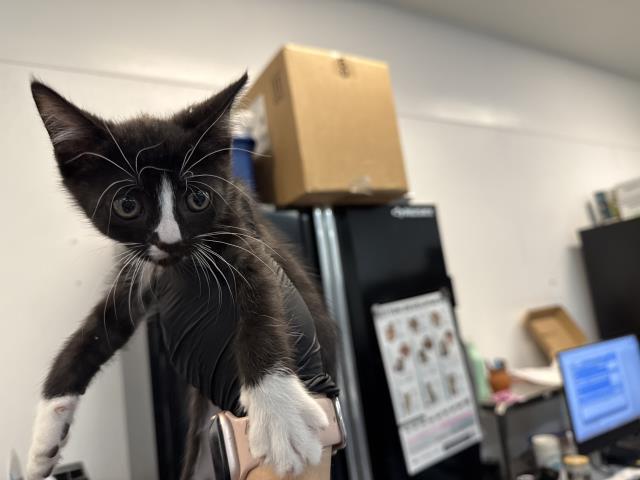 Tux