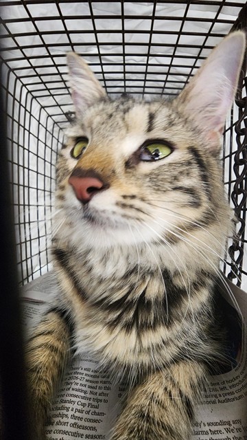Adoptable Cat