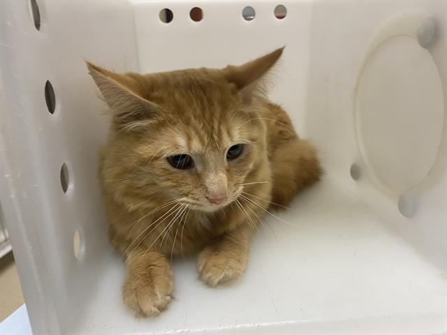 Adoptable Cat