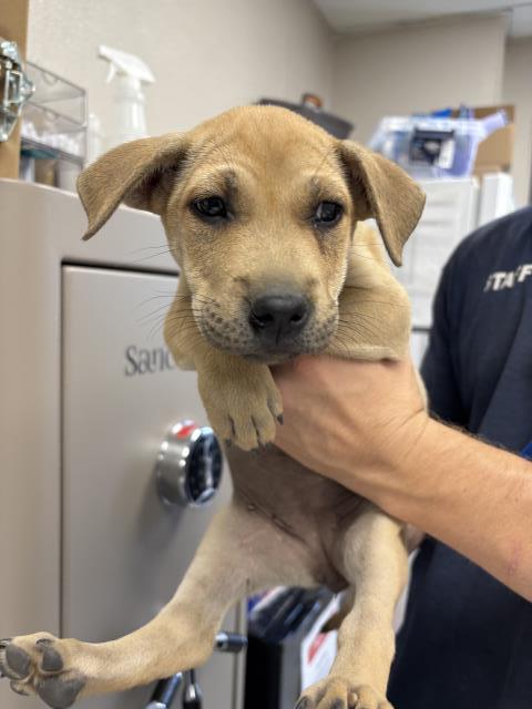Adoptable Dog