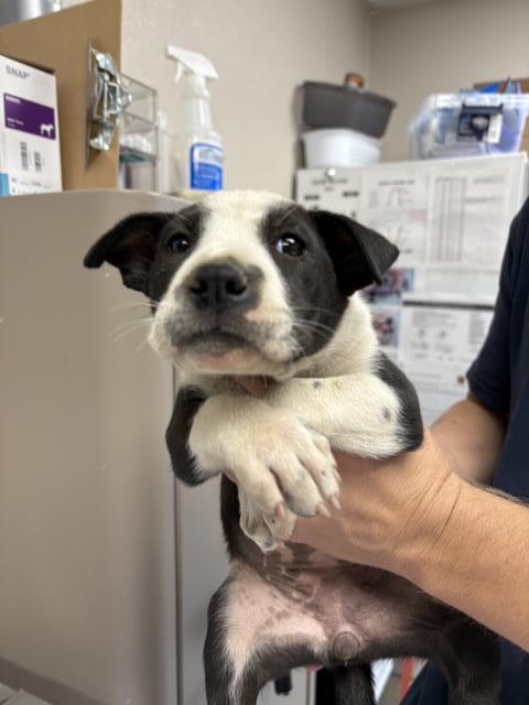 Adoptable Dog