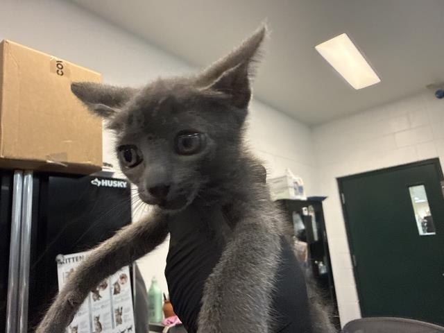 Meeko