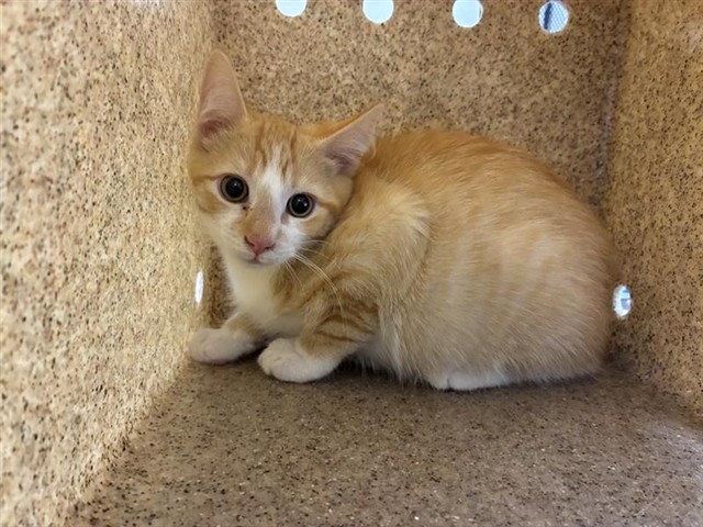 Adoptable Cat