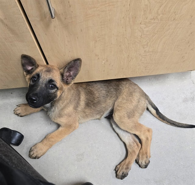 Adoptable Dog