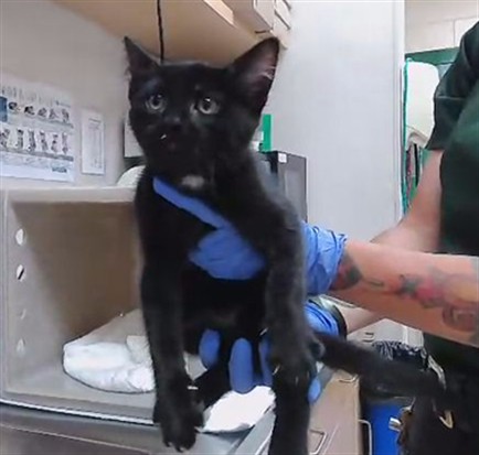 Adoptable Cat