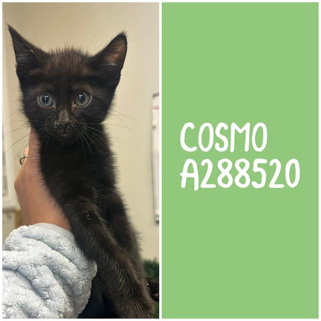 Cosmo