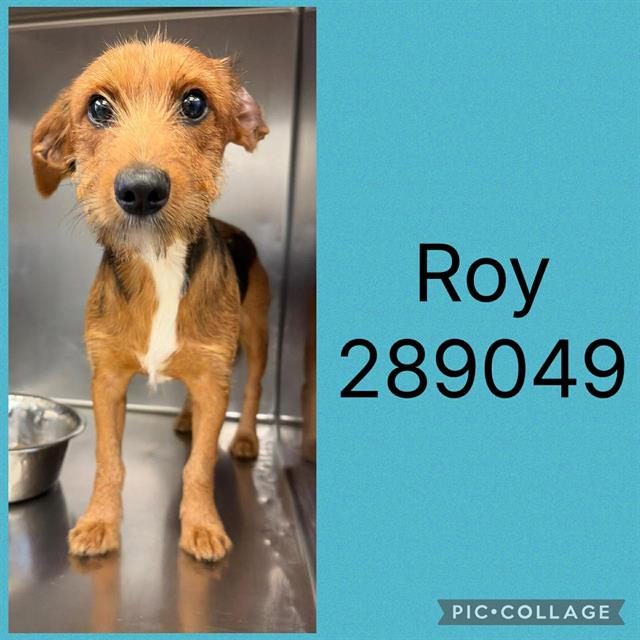 Roy