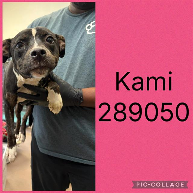 Kami