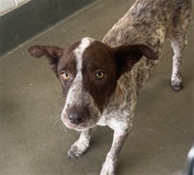Adoptable Dog