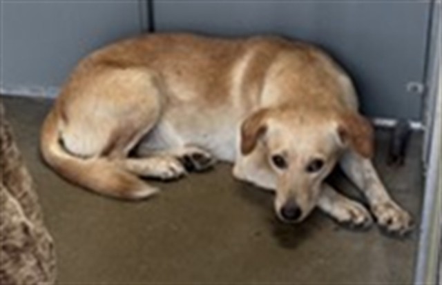 Adoptable Dog