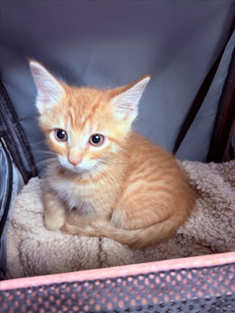 Sir Cheddar