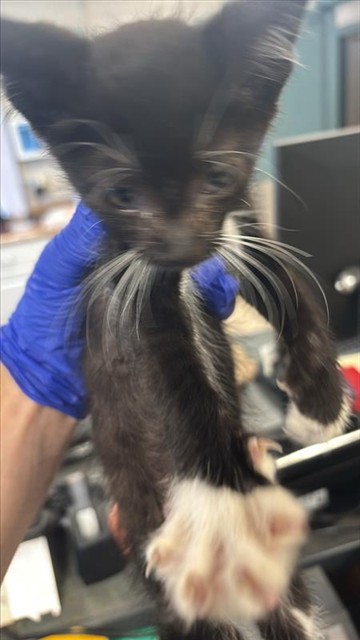 Adoptable Cat