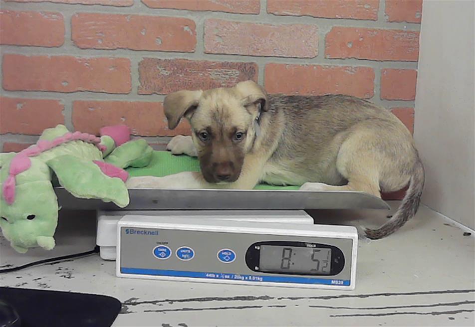 Adoptable Dog
