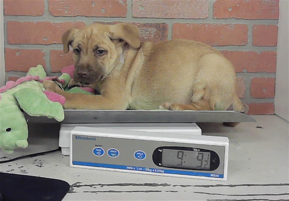 Adoptable Dog