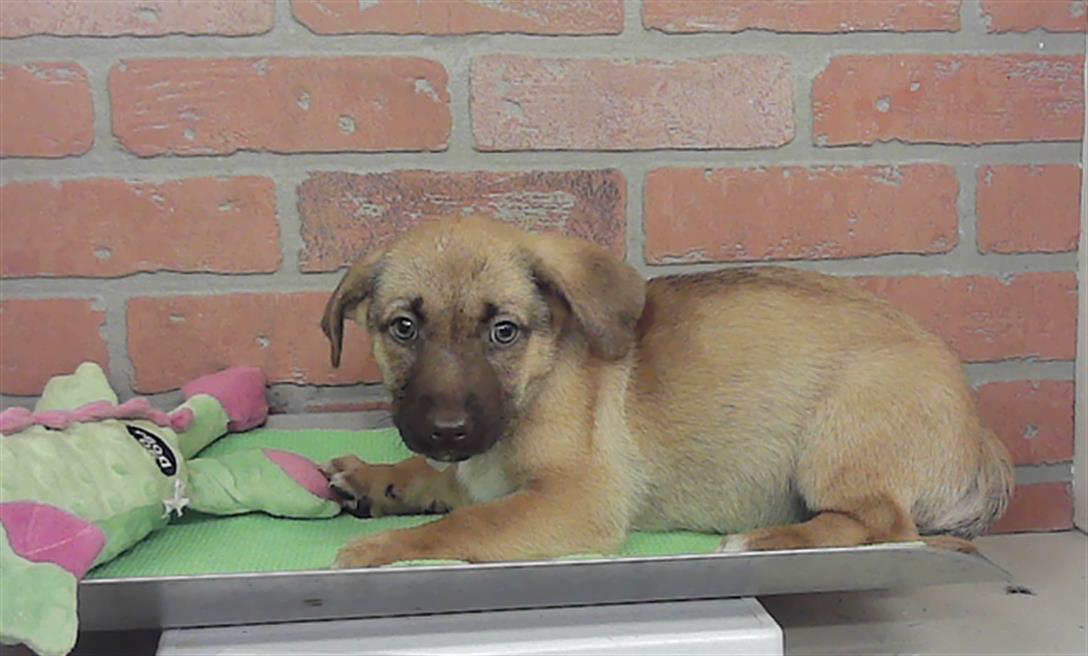 Adoptable Dog