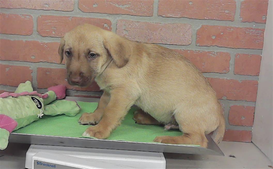 Adoptable Dog