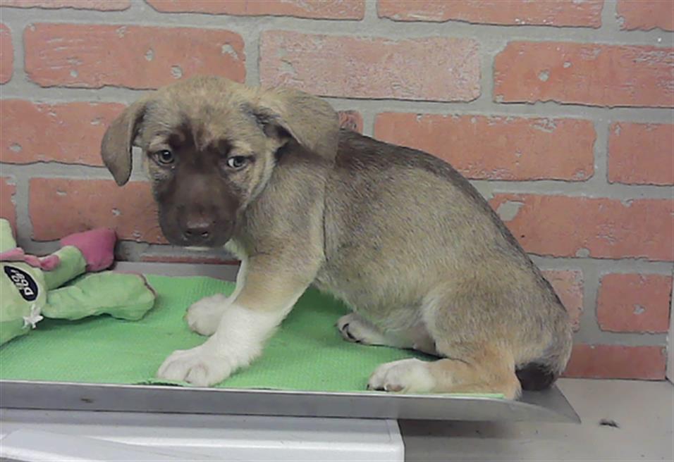Adoptable Dog