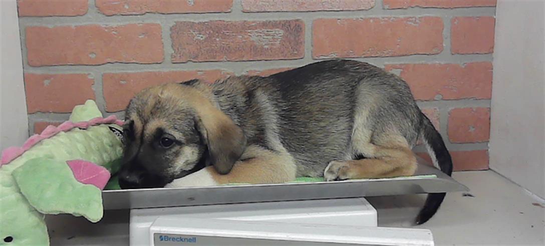 Adoptable Dog