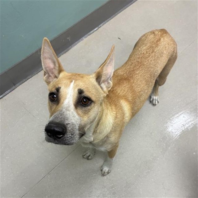 Adoptable Dog