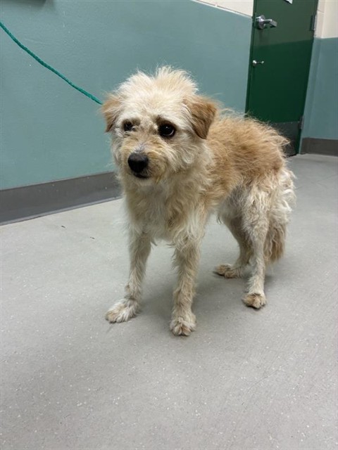 Adoptable Dog