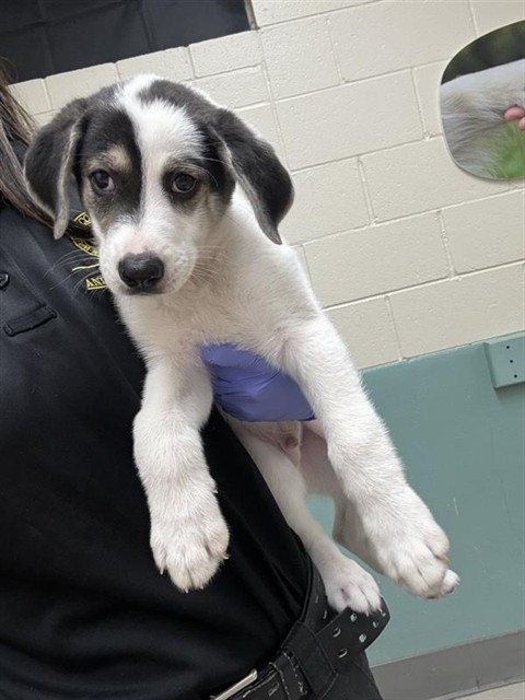 Adoptable Dog