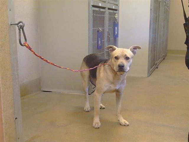 Adoptable Dog