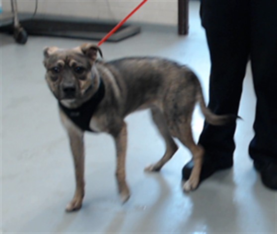 Adoptable Dog