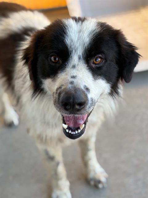 Adoptable Dog