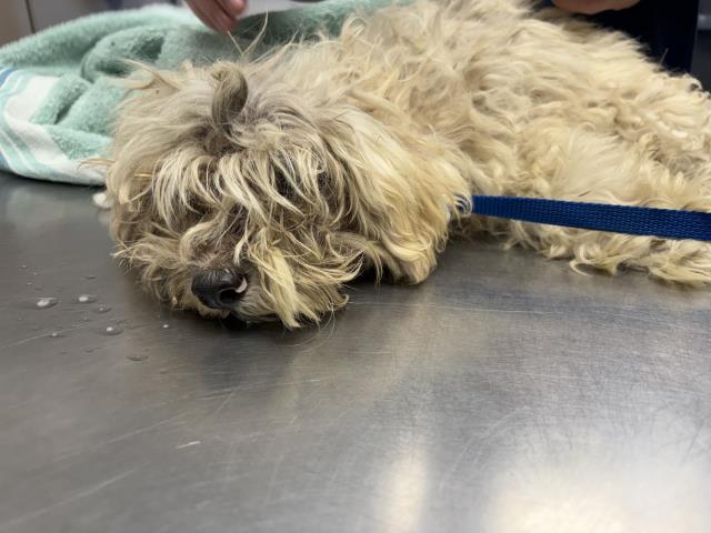 Adoptable Dog