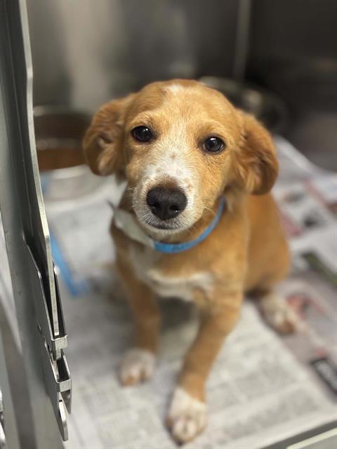 Adoptable Dog