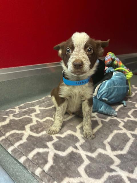 Adoptable Dog