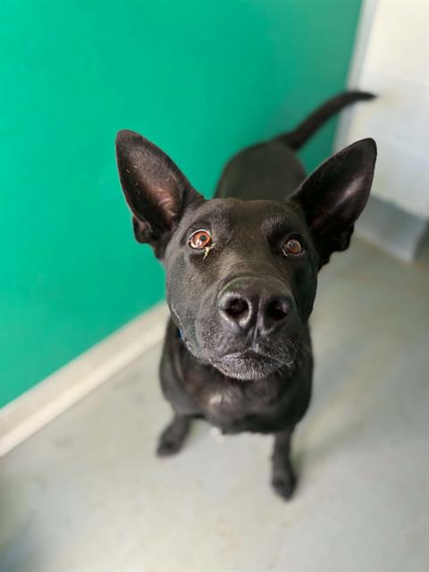 Adoptable Dog