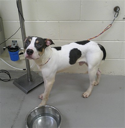Bravo