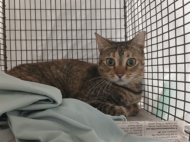 Adoptable Cat