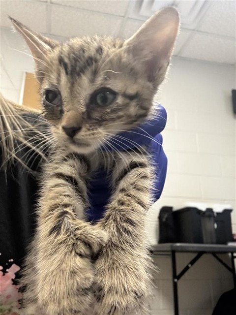 Adoptable Cat