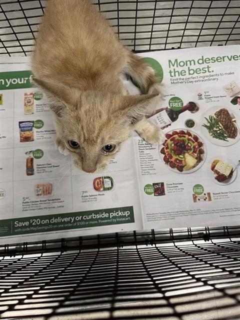 Adoptable Cat